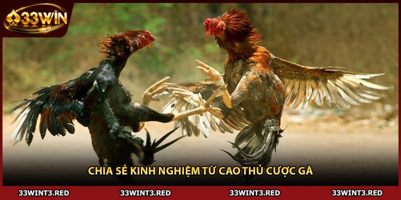 Đá Gà Cựa Dao - Hướng Dẫn Cược Chi Tiết 2026 3 Chia sẻ kinh nghiệm từ cao thủ cược gà