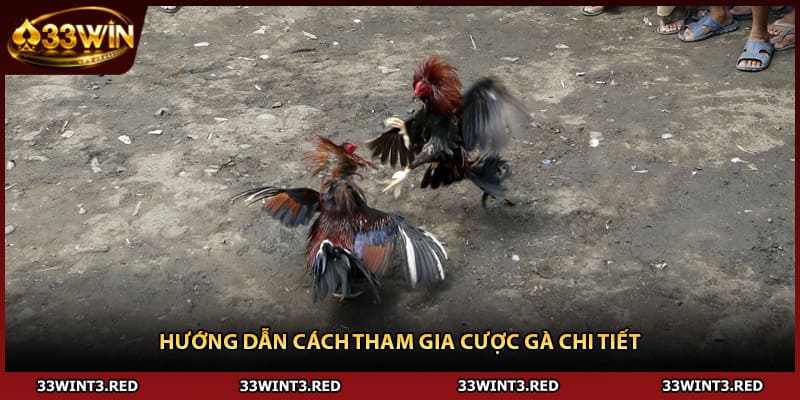 Đá Gà Cựa Dao - Hướng Dẫn Cược Chi Tiết 2026 2 Hướng dẫn cách tham gia cược gà chi tiết