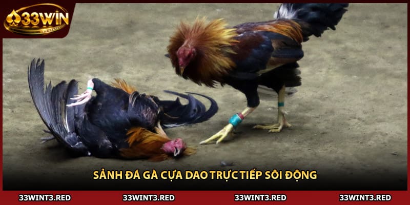 Đá Gà Cựa Dao - Hướng Dẫn Cược Chi Tiết 2026 1 Sảnh đá gà cựa dao trực tiếp sôi động