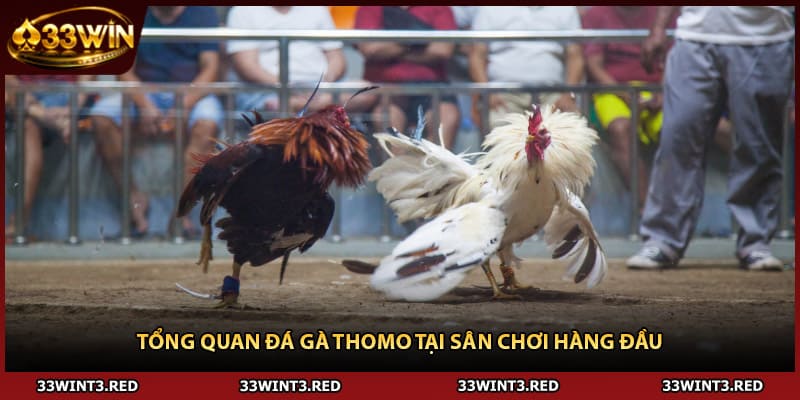 Đá Gà Thomo - Đấu Trường Nóng Bỏng Cho Dân Sành 1 Tổng quan đá gà Thomo tại sân chơi hàng đầu